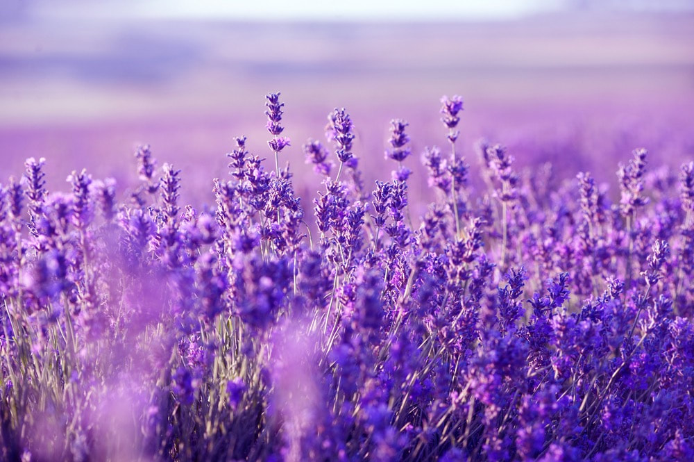 Lavendar fields by San Diego, CA